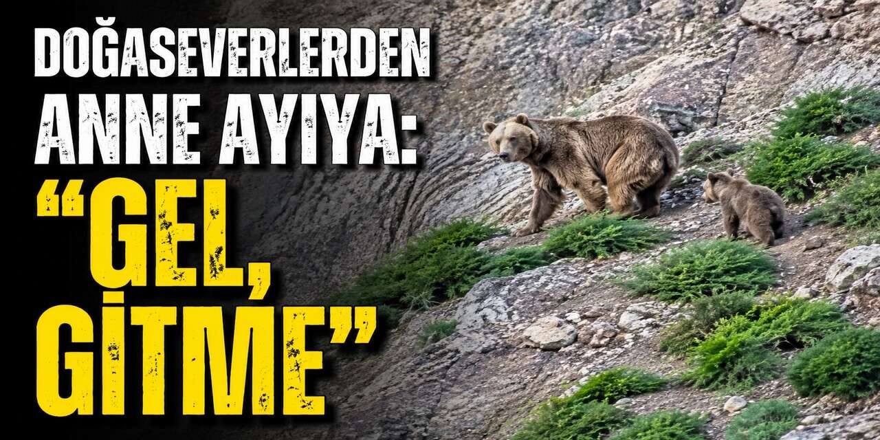 Cennet Cehennem Vadisi'nde ayı ve yavrusu görüntülendi