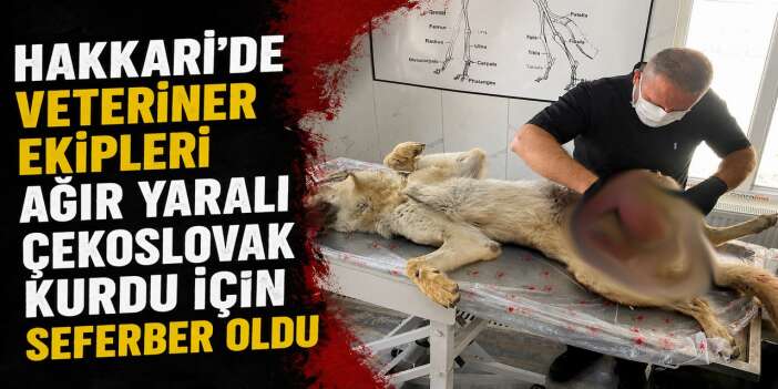 Hakkari'de Ağır Yaralı Çekoslovak kurdu ameliyata alındı