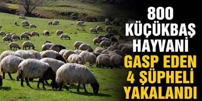 800 Küçükbaş Hayvanı Gasp eden şüpheli yakalandı