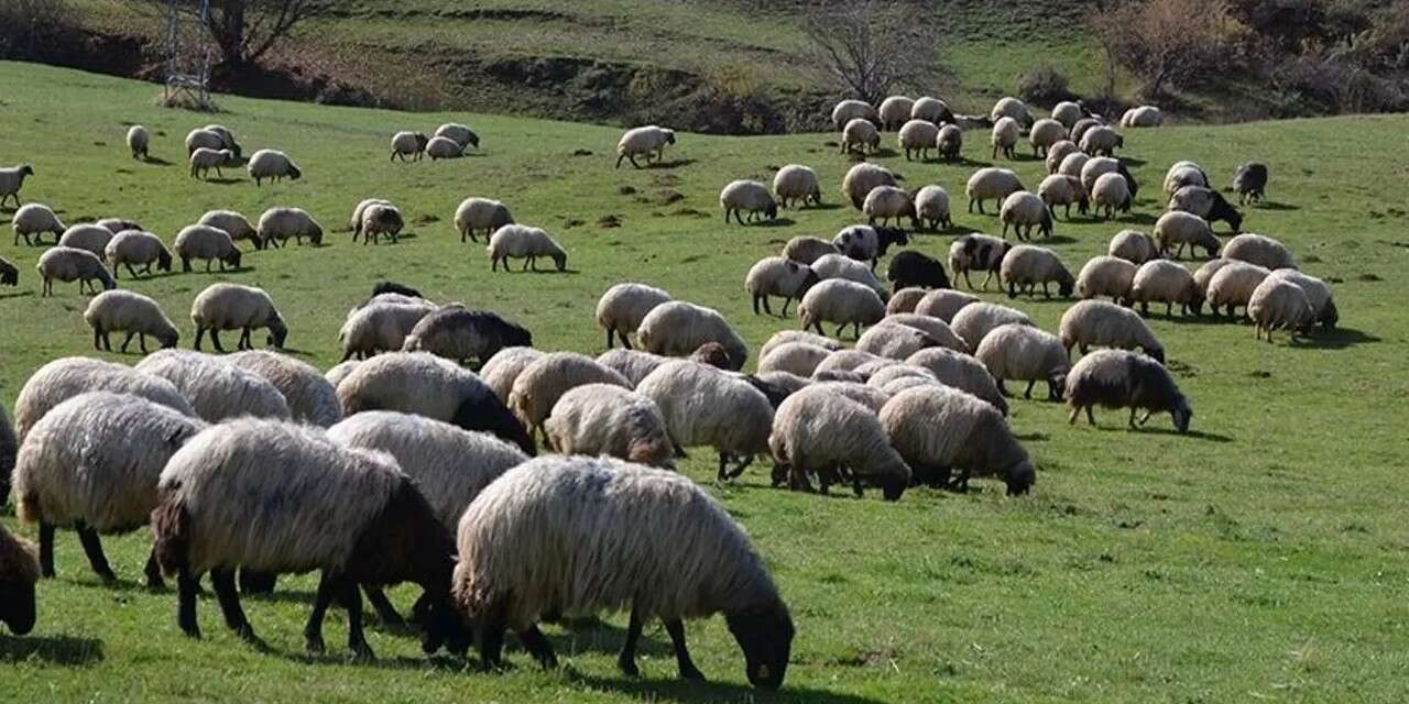 800 Küçükbaş Hayvanı Gasp eden şüpheli yakalandı