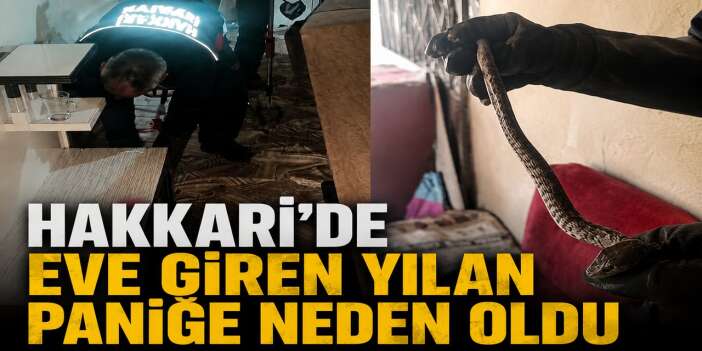 Hakkari'de eve giren yılan paniğe neden oldu