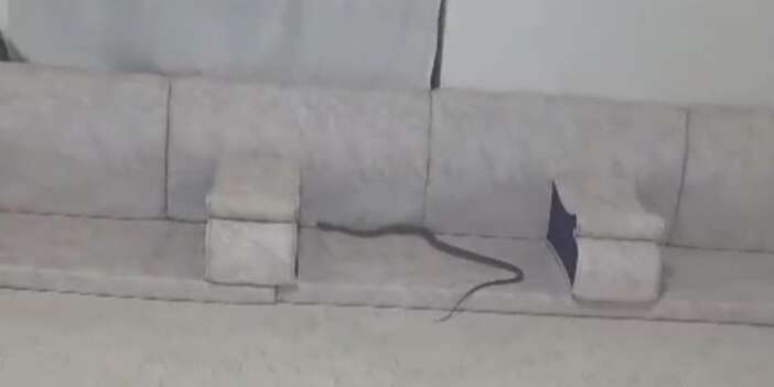 Eve giren yılan paniğe neden oldu