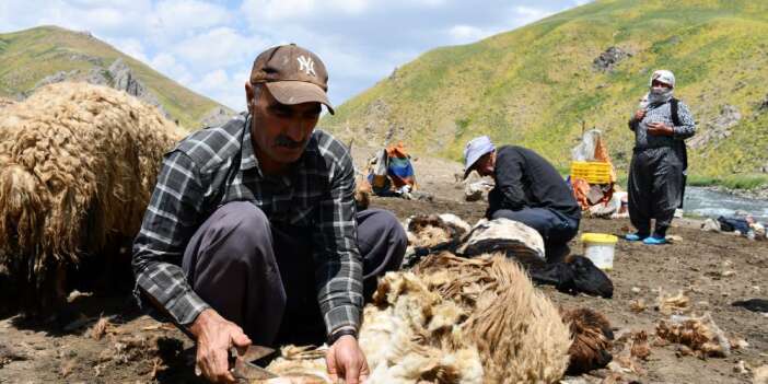 Faraşin Yaylası koyun kırkma mesaisi başladı