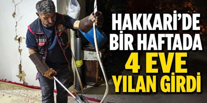 Hakkari'de bir haftada 4 eve yılan girdi