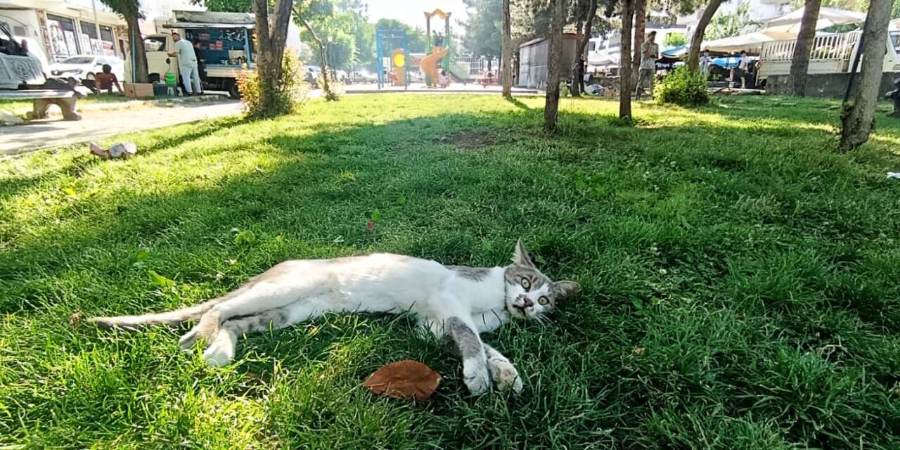 Mem-u Zin Parkı kedilerin serinleme sığınağı oldu