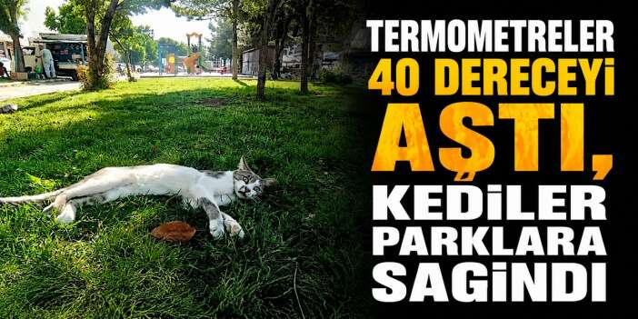 Mem-u Zin Parkı kedilerin serinleme sığınağı oldu