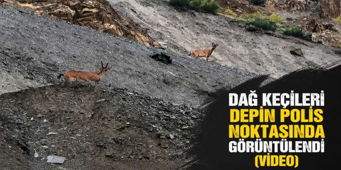 Dağ Keçileri Depin polis noktasında görüntülendi
