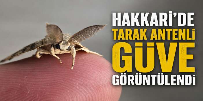 Hakkari'de Objektiflere yansıyan ilginç canlı