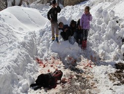 Aç Kurtlar Şehre İndi