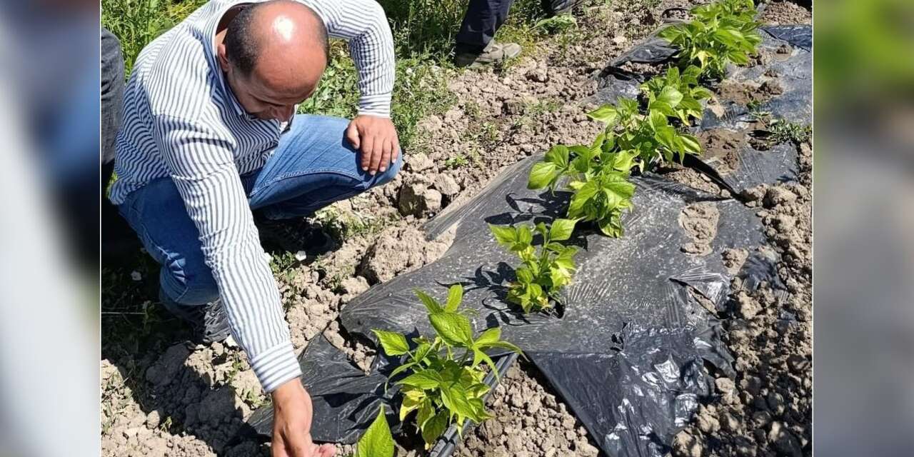 Yüksekova'da sera ve bahçelerde hastalık denetimi