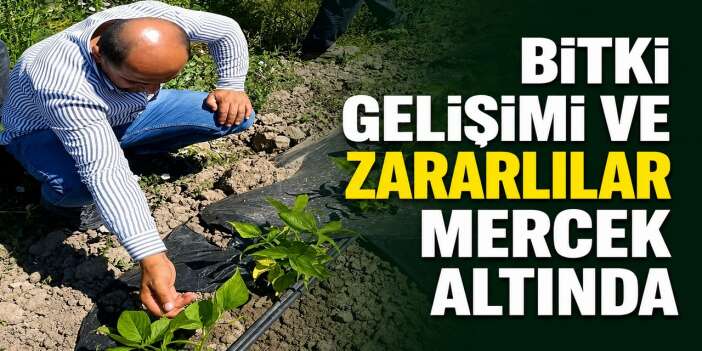 Yüksekova'da sera ve bahçelerde hastalık denetimi