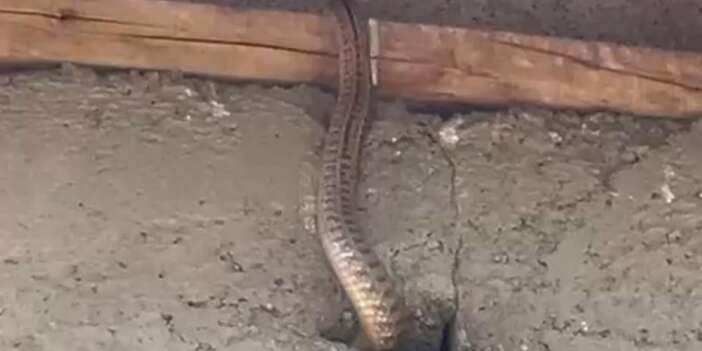 Yılanlar evi esir aldı, aile çaresiz kaldı
