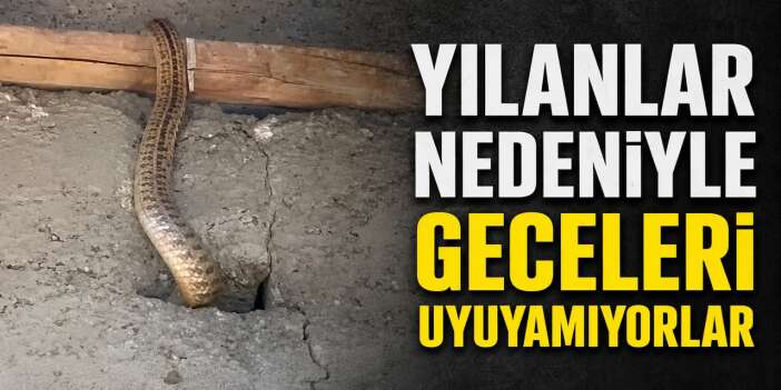 Yılanlar evi esir aldı, aile çaresiz kaldı