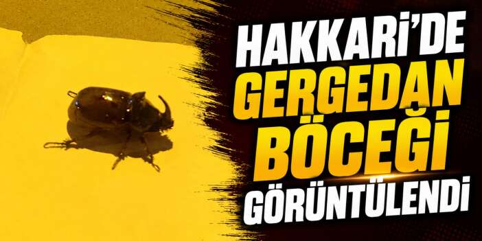Hakkari'de Gergedan Böceği görüntülendi