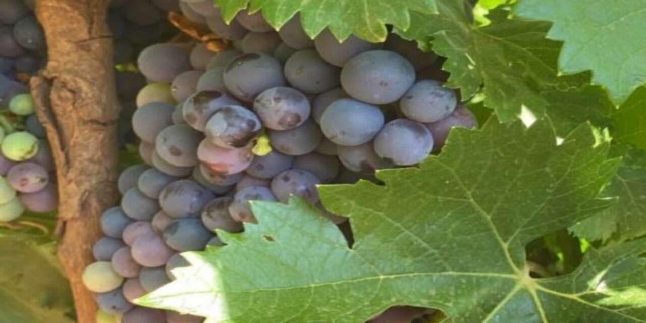 Çermik'te yılın ilk üzüm hasadı başladı