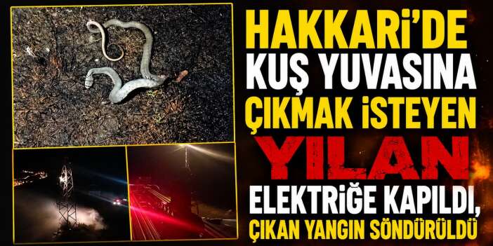 Kuş yuvasına çıkanı yılan elektriğe kapıldı, çıkan yangın söndürüldü