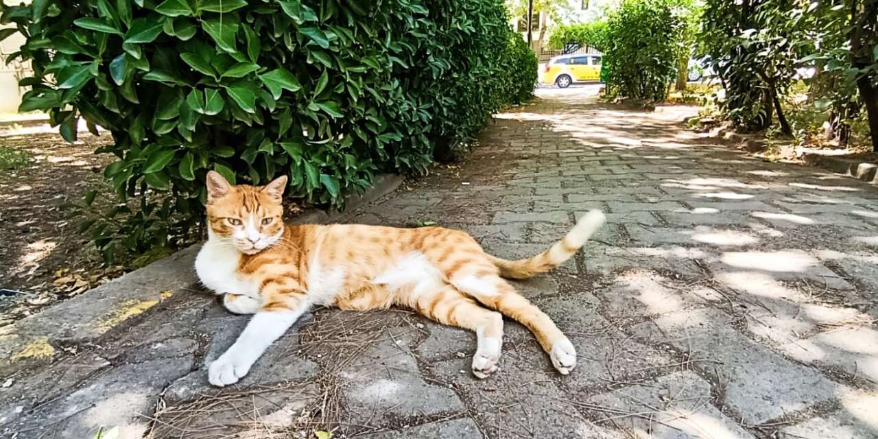 Diyarbakır’da aşırı sıcaklar hayvanları vurdu