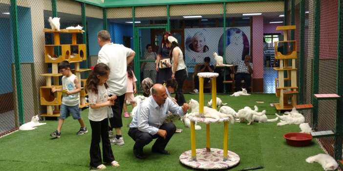 Van Kedi Villası Turistlerin gözdesi oldu