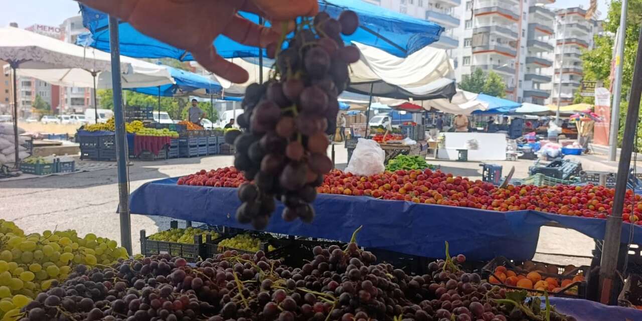 Şire Üzümü için geri sayım başladı