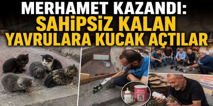Esnaf ve Mahalleli 5 yavru kedi için seferber oldu
