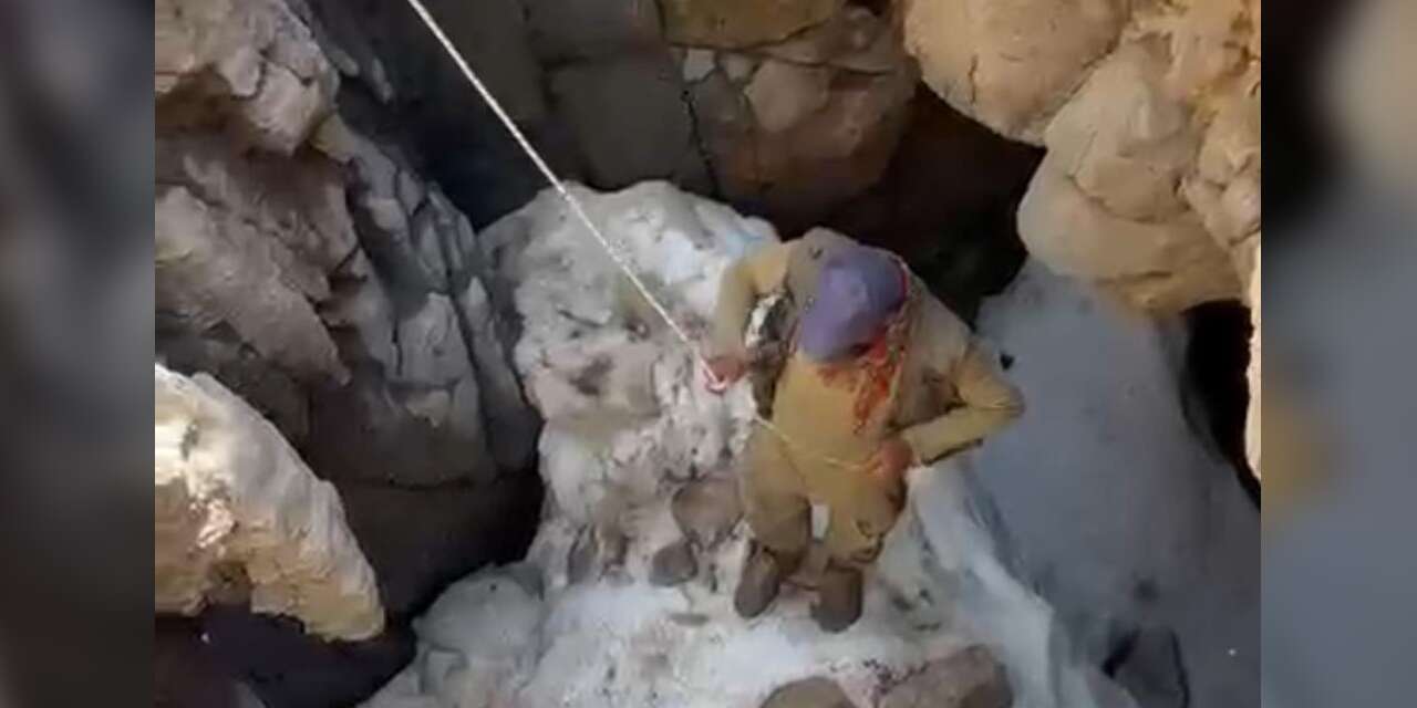 Telef olan Buzağıyı çıkarmak için halatlarla uçuruma indiler