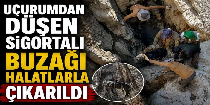 Telef olan Buzağıyı çıkarmak için halatlarla uçuruma indiler