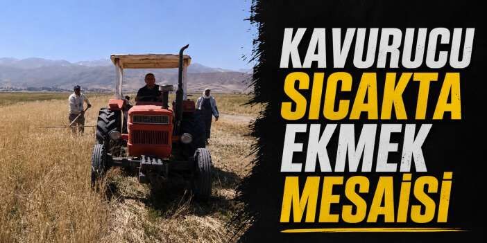 Yüksekova'da kavurucu sıcakta buğday hasadı