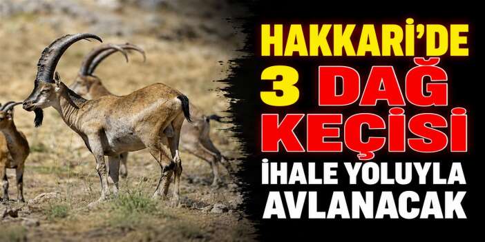 Hakkari'de 3 dağ keçisi ihale yoluyla avlanacak