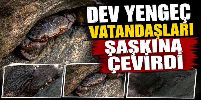 Doski Vadisi’nde dev yengeç görüntülendi