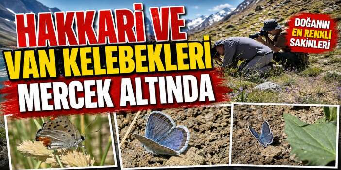 Hakkari ve Van kelebekleri mercek altında