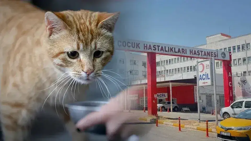 Diyarbakır’da Kedinin Isırdığı Çocuk Entübe Edildi