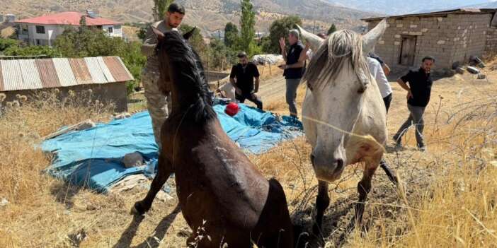 Hakkâri sınırında yaralanan 2 at kurtarıldı