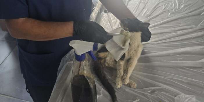 Hakkari’de onlarca kedi tedavi edildi