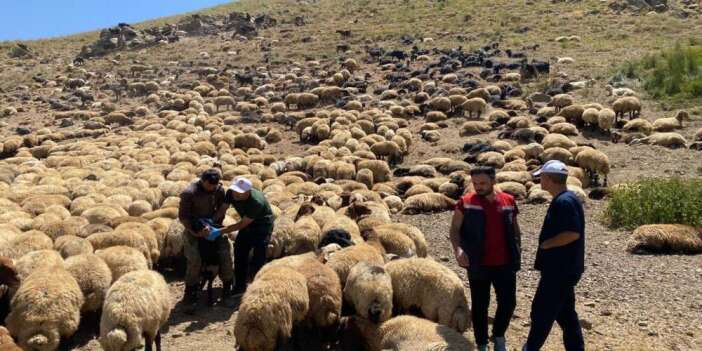 Yaylalarda hayvan sağlığı seferberliği