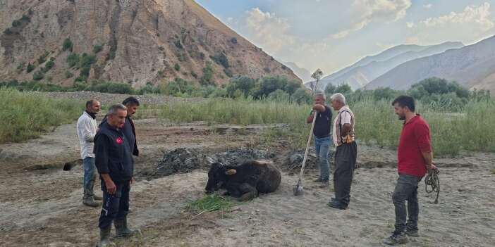 Hakkari-Van Karayolu'nda bataklığa saplanan inek kurtarıldı