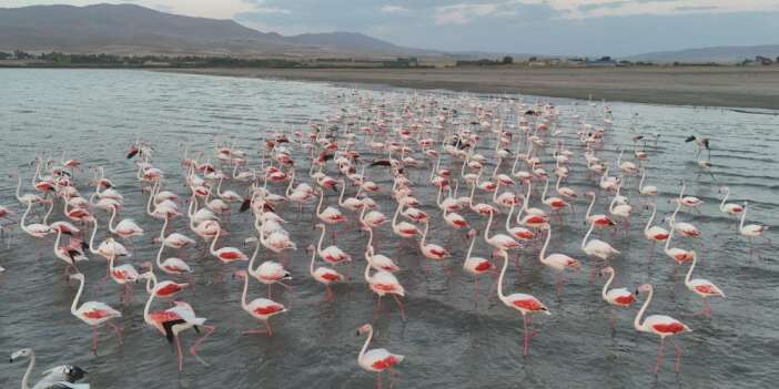 Erçek Gölü flamingoları ağırlıyor