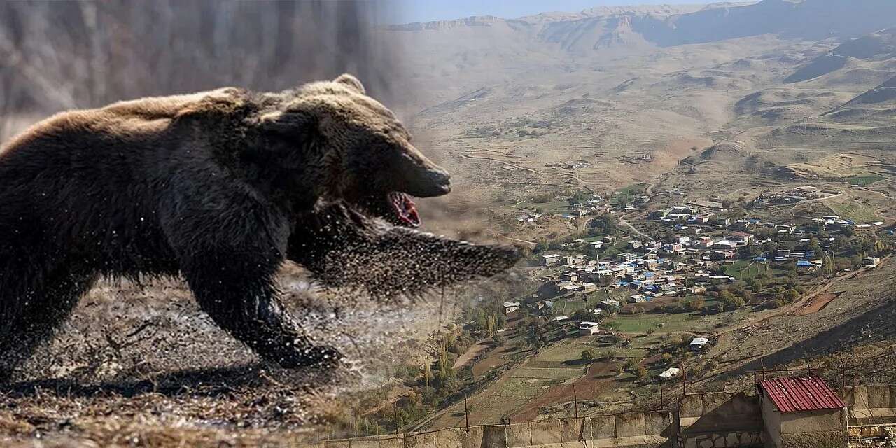 Ayı saldırısında 11 kişi hayatını kaybetti