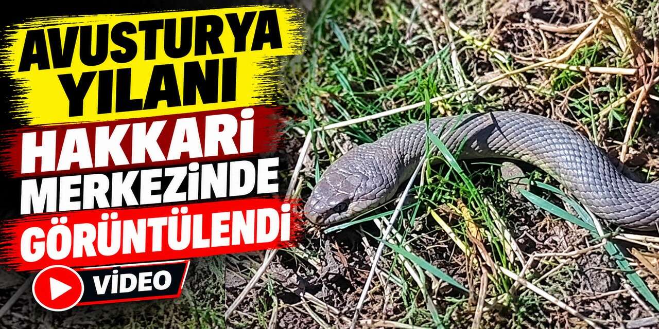 Hakkari'de Avusturya yılanı görüntülendi