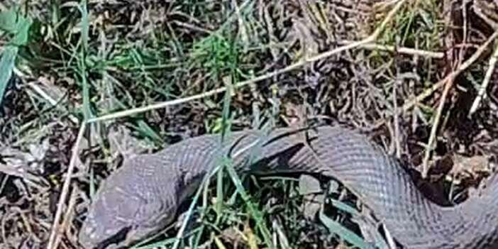 Hakkari'de Avusturya yılanı görüntülendi