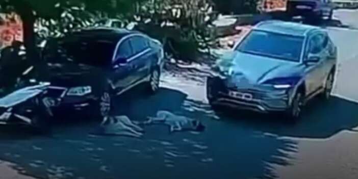 Köpeklerin üzerinden geçen sürücü aranıyor