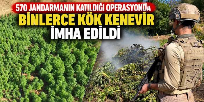 Diyarbakır’da 217 Bin 608 Kök Kenevir ve Skunk imha edildi