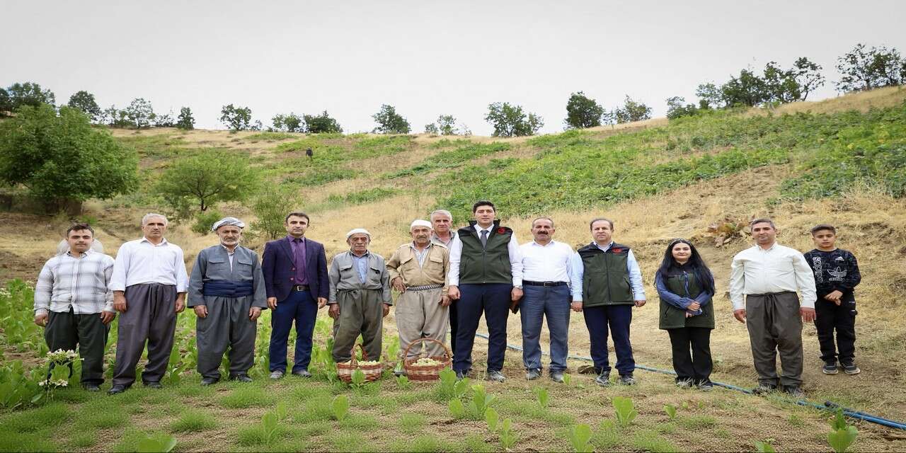Şemdinli’de Üzüm hasadı başladı