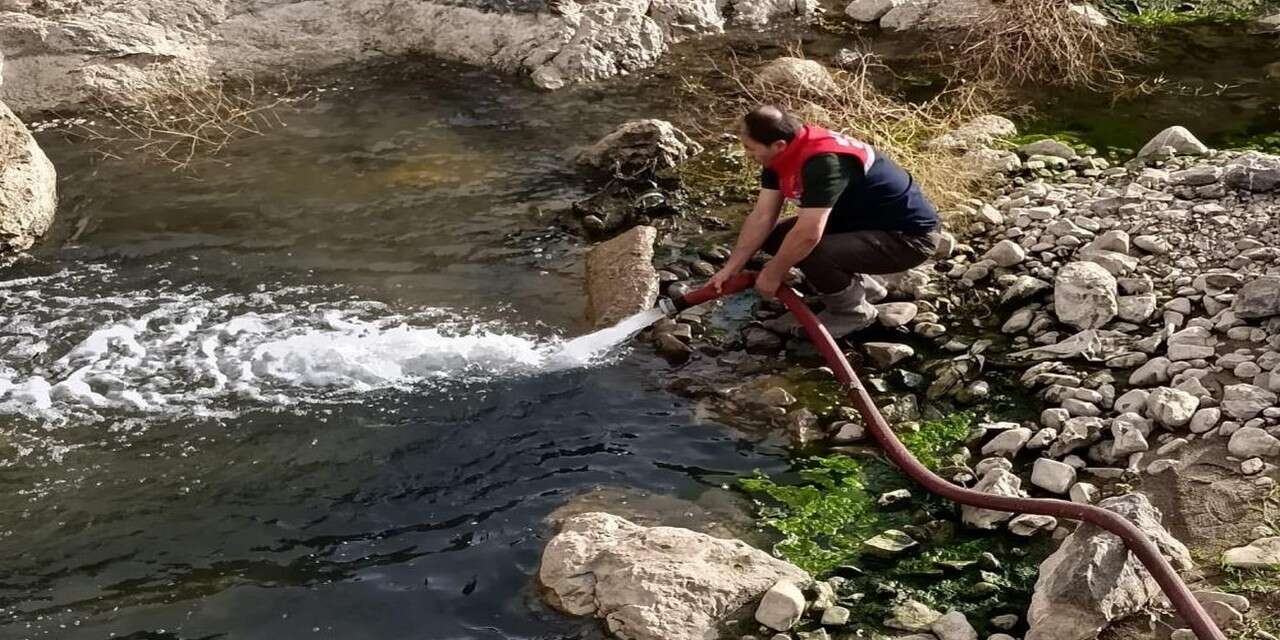 Çamurda mahsur kalan balıklar kurtarıldı