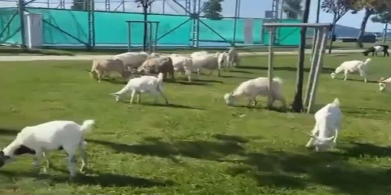 Hakkari’yi Aratmayan Görüntü İstanbul’dan gelince şaşırttı