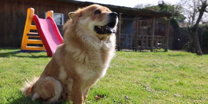 Almanya’da köpek sahiplerine yıllık vergi