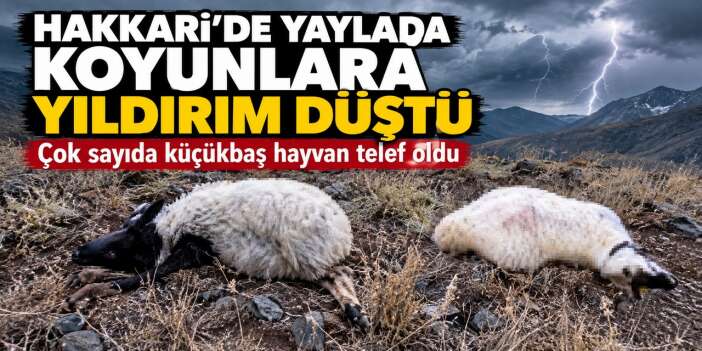 Hakkari’de yaylada otlatılan koyunlara yıldırım düştü