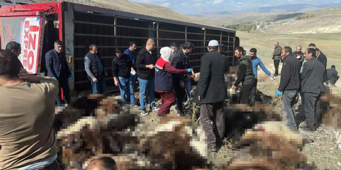 300 hayvan taşıyan tır devrildi, 130’u telef oldu