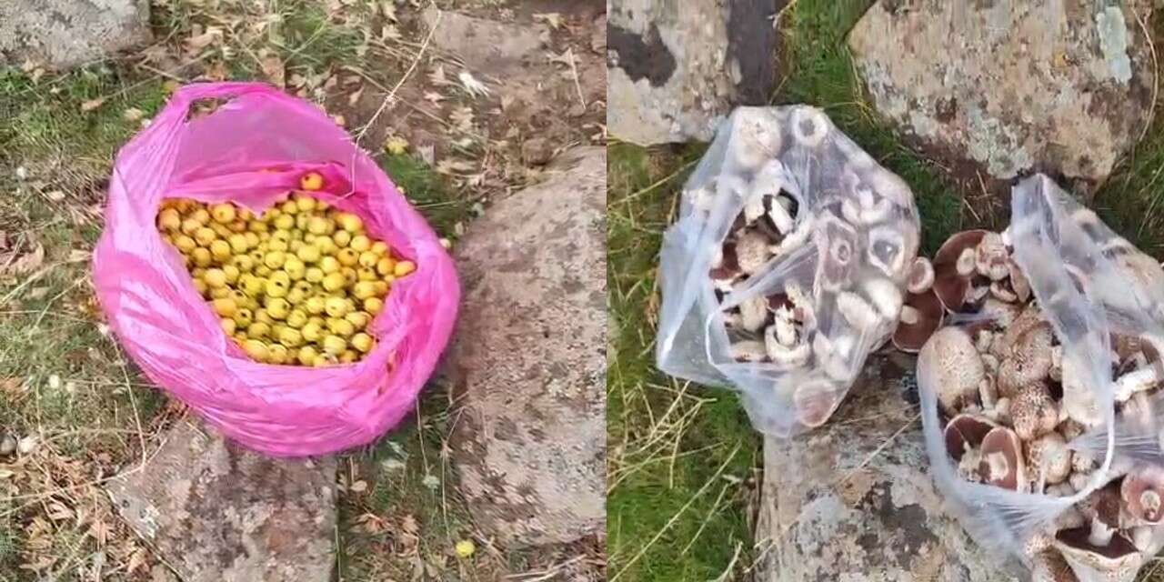 Karacadağ’da alıç ve mantar toplama telaşı