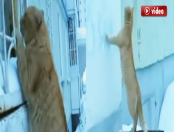 Sevgilisini görmek için bakın neler yaptı..?