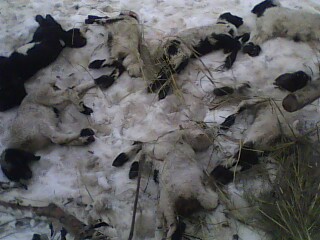 AHIR ÇÖKTÜ 60 KUZU TELEF OLDU..?